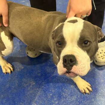 American Bully Dogs Available for Adoption in Anderson, Texas - Smoke Daddy | PetCurious