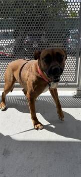MARINA -  Boxer and Mixed Breed Dog for Adoption in Doral, Florida - MARINA | PetCurious
