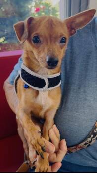 JakJak -  Chihuahua Dog for Adoption in Tulsa, Oklahoma - JakJak | PetCurious