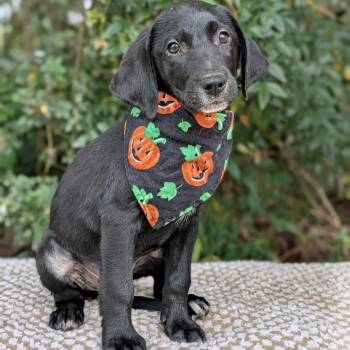 Butternard 09-2425 -  Black Labrador Retriever and Hound Dog for Adoption in Tyrone, Georgia - Butternard 09-2425 | PetCurious