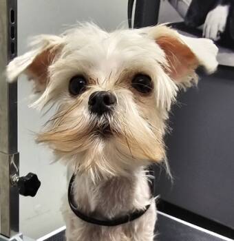 Rescue Maltese and Mixed Breed Dogs for Adoption in West Chester, Pennsylvania - Leeann | PetCurious