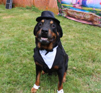 Rescue Rottweiler Dogs for Adoption in Mooresville, North Carolina - Hulk | PetCurious