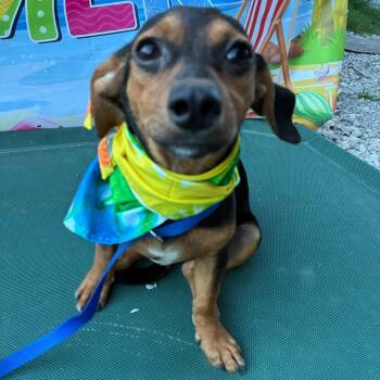 Poppy -  Chihuahua Dog for Adoption in Aledo, Texas - Poppy | PetCurious