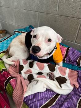 Pit Bull Terrier Dogs Available for Adoption - Sweetie | PetCurious