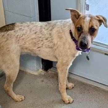 Rescue Australian Cattle Dog Blue Heeler Dogs for Adoption in Green Valley, Arizona - Summer | PetCurious