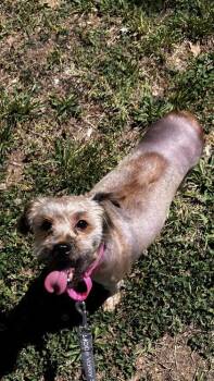 Dumpling -  Mixed Breed Dog for Adoption in West Chester, Pennsylvania - Dumpling | PetCurious