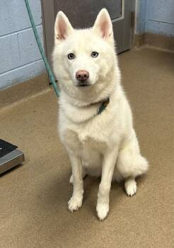 Rescue Mixed Breed Dogs for Adoption in Chamblee, Georgia - Te Amo- ADOPTED | PetCurious