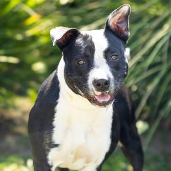 DAFFODIL -  Pit Bull Terrier Dog for Adoption in Camarillo, California - DAFFODIL | PetCurious