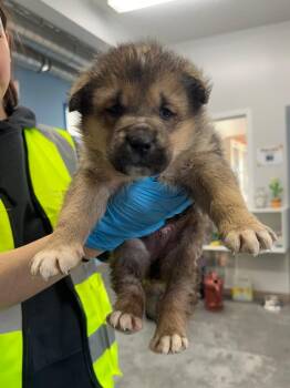 Husky and Shepherd Dogs Available for Adoption in Yellowknife, Northwest Territories - Marlin | PetCurious