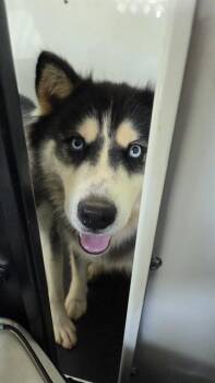 KIARA -  Siberian Husky Dog for Adoption in Charlotte, North Carolina - KIARA | PetCurious