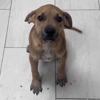 Chucky -  Black Mouth Cur Dog for Adoption in Lufkin, Texas - Chucky | PetCurious