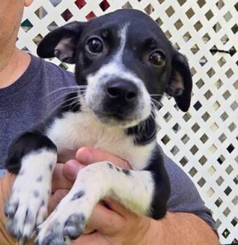 Lovey -  Manchester Terrier and Mixed Breed Dog for Adoption in Morton Grove, Illinois - Lovey | PetCurious