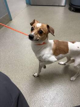 Rat Terrier Dogs Available for Adoption - TONY | PetCurious