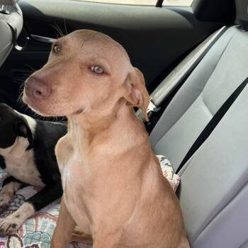 Rescue Mixed Breed Dogs for Adoption in Duncan, Oklahoma - Laverne | PetCurious