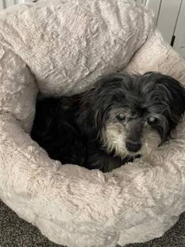 Maltese and Mixed Breed Dogs Available for Adoption in Fort Worth, Texas - Madison | PetCurious