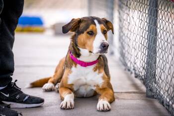 Shepherd and Hound Dogs Available for Adoption in Twentynine Palms, California - Destiny (Gretchin) | PetCurious