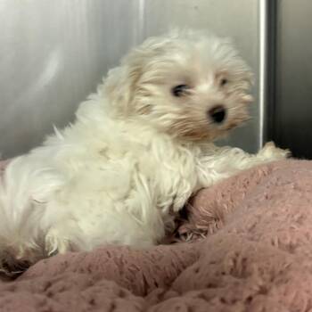 Sugar -  Maltese and Mixed Breed Dog for Adoption in Jupiter, Florida - Sugar | PetCurious