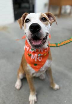Lindy -  Terrier Dog for Adoption in Greenville, South Carolina - Lindy | PetCurious