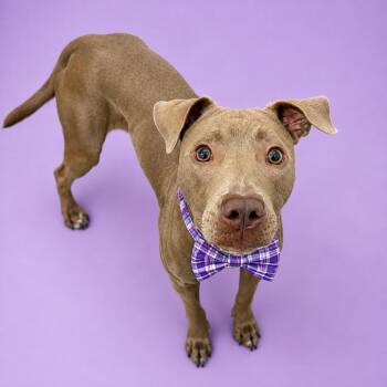 Pancake -  Mixed Breed Dog for Adoption in Binghamton, New York - Pancake | PetCurious