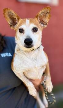 Macy -  Chihuahua Dog for Adoption in Colorado Springs, Colorado - Macy | PetCurious