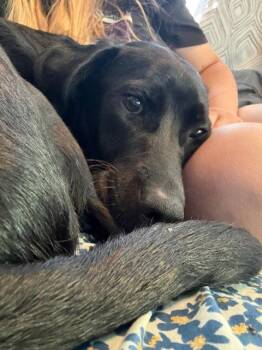 Bear -  Labrador Retriever Dog for Adoption in Fort Collins, Colorado - Bear | PetCurious