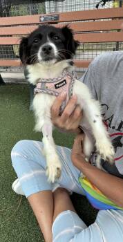 Bella -  Mixed Breed Dog Available for Adoption in Ruskin, Florida - Bella | PetCurious