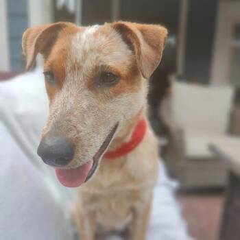 Rescue Australian Cattle Dog Blue Heeler and Catahoula Leopard Dog Dogs for Adoption in Spring, Texas - TORI | PetCurious