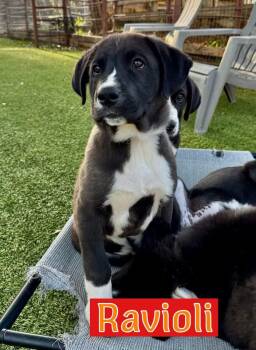 Labrador Retriever Dogs Available for Adoption - Ravioli  | PetCurious