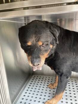 ROCKY -  Rottweiler Dog for Adoption in Dallas, Texas - ROCKY | PetCurious