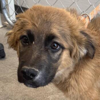Mixed Breed Dogs Available for Adoption in Las Cruces, New Mexico - 106465 | PetCurious