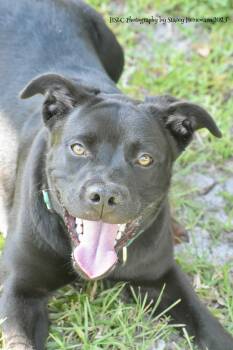 Rescue Labrador Retriever Dogs for Adoption in Umatilla, Florida - Bear | PetCurious