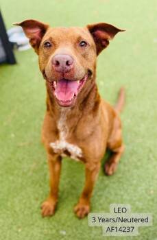 Pit Bull Terrier and Mixed Breed Dogs Available for Adoption - Leo | PetCurious