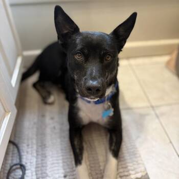 Mixed Breed Dogs Available for Adoption in Chicago, Illinois - Strudel | PetCurious