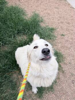 Suzy-Q -  Great Pyrenees and Mixed Breed Dog for Adoption in Fort Collins, Colorado - Suzy-Q | PetCurious