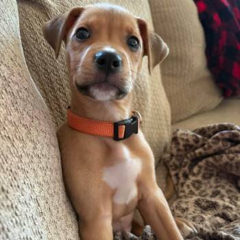 Charming -  Mixed Breed Dog for Adoption in Alma, Michigan - Charming | PetCurious