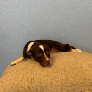 Sincere -  Chihuahua Dog for Adoption in Fresno, California - Sincere | PetCurious