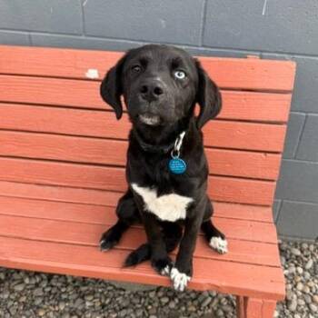 Rebecca -  Mixed Breed Dog for Adoption in Washougal, Washington - Rebecca | PetCurious