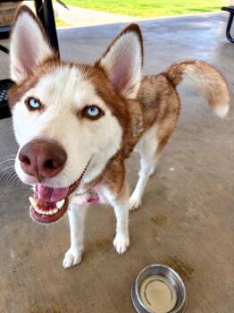 Cheyenne -  Siberian Husky and Husky Dog for Adoption in Euless, Texas - Cheyenne | PetCurious
