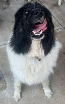Clio -  Great Pyrenees Dog for Adoption in Larkspur, Colorado - Clio | PetCurious