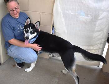 Eyebrow Bandit -  Husky Dog for Adoption in Mckinney, Texas - Eyebrow Bandit | PetCurious