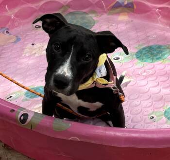 Rescue Labrador Retriever Dogs for Adoption in San Antonio, Texas - Penelope | PetCurious