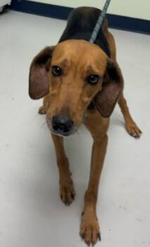 Sofia -  Redbone Coonhound and Mixed Breed Dog for Adoption in Savannah, Georgia - Sofia | PetCurious