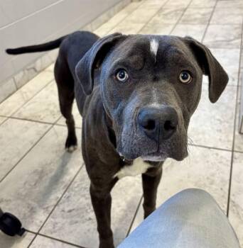 Pit Bull Terrier Dogs Available for Adoption in Kalamazoo, Michigan - CHUBS | PetCurious