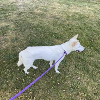 Mina -  Ibizan Hound Dog for Adoption in Surrey, British Columbia - Mina | PetCurious