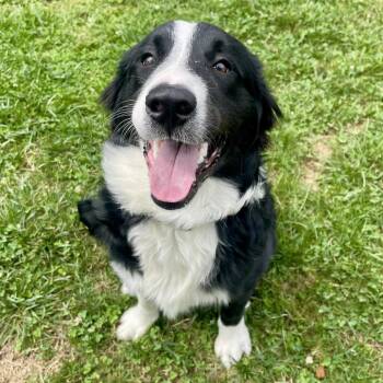 Shadow -  Bernese Mountain Dog and Australian Shepherd Dog for Adoption in Avon, Ohio - Shadow | PetCurious