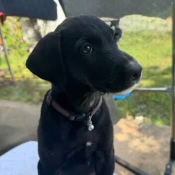 Slader -  Mixed Breed Dog for Adoption - Slader | PetCurious