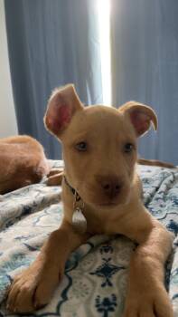 Rescue Mixed Breed Dogs for Adoption in Fort Pierce, Florida - Squirt | PetCurious