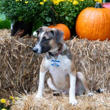 Rodrick -  Hound Dog for Adoption in Wake Forest, North Carolina - Rodrick | PetCurious