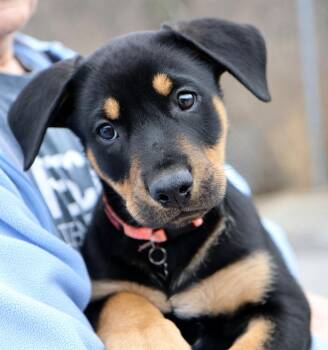 Rottweiler and Shepherd Dogs Available for Adoption - Dallas (AO35889) | PetCurious