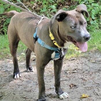 Pinely -  Pit Bull Terrier Dog for Adoption in Asheville, North Carolina - Pinely | PetCurious